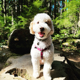 Entry image for Bowie