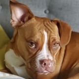 Entry image for Whiskey