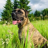 Entry image for Odin