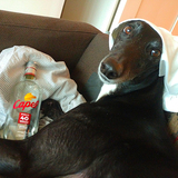 Entry image for Rupert