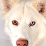 Entry image for Cali