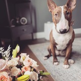 Entry image for Jade