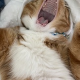 Entry image for Zuma Tuna