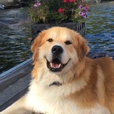 Entry image for Ryder 