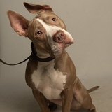 Entry image for Harriet