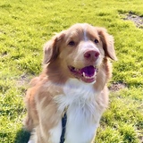 Entry image for Jasper