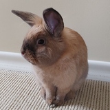 Entry image for Lionhead Messi