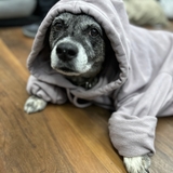 Entry image for MOLLY 