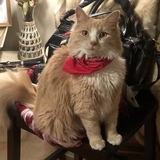 Entry image for Carmela