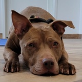 Entry image for Nala