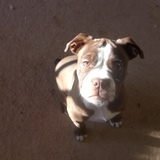 Entry image for Suki