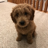 Entry image for Bowie