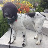 Entry image for Lizzie