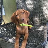 Entry image for Viva