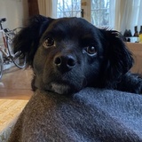 Entry image for Kuki