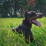 Entry image for Argo