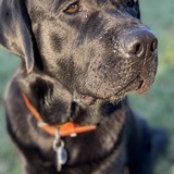 Entry image for Luka