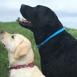 Entry image for Ivy and Sadie