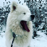 Entry image for Reggie