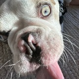 Entry image for Bode