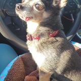 Entry image for Sydney