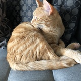 Entry image for Clementine