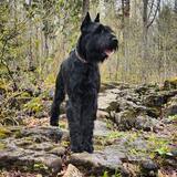 Entry image for Zazu