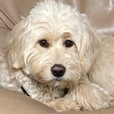 Entry image for Ginger