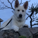 Entry image for Duke