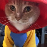 Entry image for Teddy 