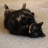 Entry image for Maya