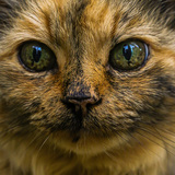 Entry image for Jezebel