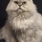 Entry image for Snowey