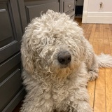 Entry image for Tuniwha 