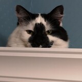 Entry image for Neddy