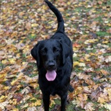 Entry image for Evie