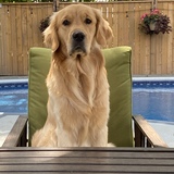 Entry image for Windsor