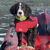 Entry image for Scuba