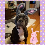 Entry image for Xena