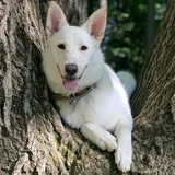 Entry image for Carl