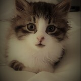 Entry image for Belle Collins