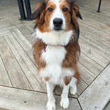 Entry image for Odie