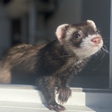 Entry image for Sunny