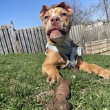 Entry image for Blue