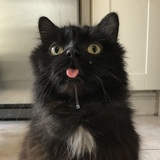 Entry image for Ollie