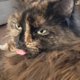 Entry image for Lily