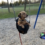 Entry image for Maple