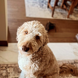 Entry image for Levi