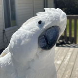 Entry image for Sasha