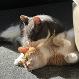 Entry image for Boots and zoey